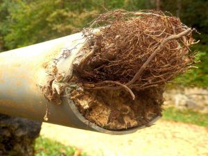 How to get rid of Tree Roots in Drains